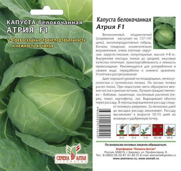 Капуста атрия описание сорта фото Капуста Атрия/Семена Алтая/цп 12 шт. Seminis (Голландские Семена) во. Семена ово