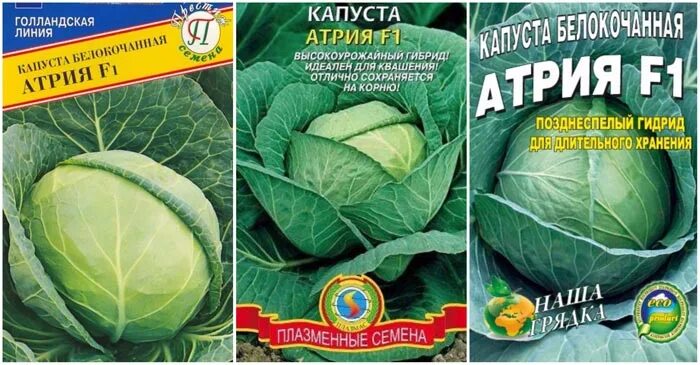 Капуста атрия описание сорта фото капуста атрия описание сорта, характеристика, отзывы и фото