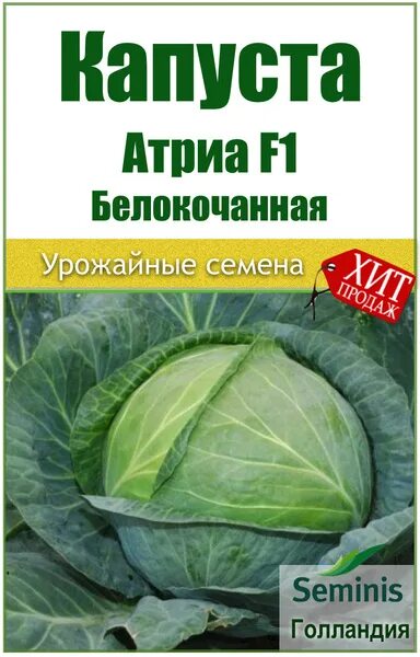 Капуста атрия описание сорта фото Капуста Seminis Атрия - купить по выгодным ценам в интернет-магазине OZON (42812