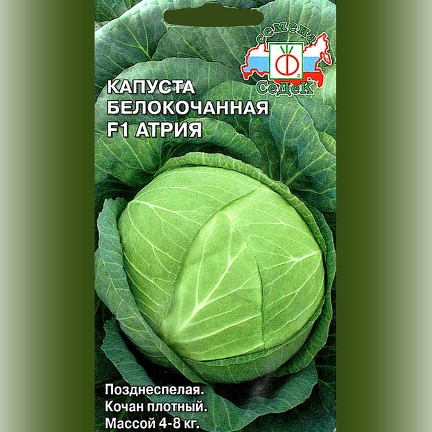 Капуста атрия описание сорта фото отзывы садоводов Капуста белокочанная Атрия Ореховый Рай