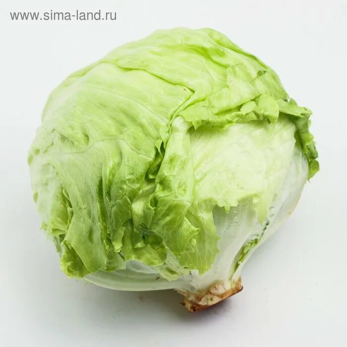 Капуста айсберг фото Салат Айсберг вес кг (8002360) - Купить по цене от 199.00 руб. Интернет магазин 