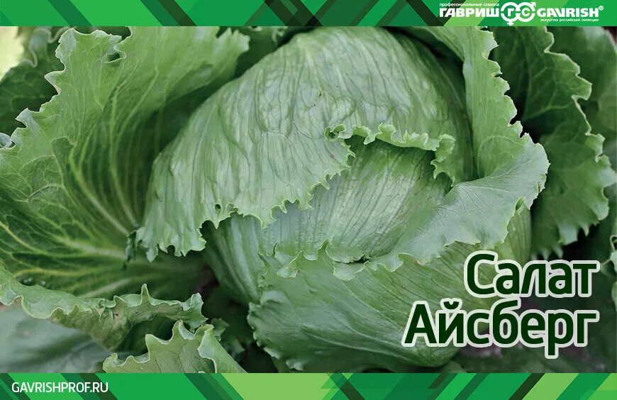 Капуста айсберг фото рецепты О культуре салата "Айсберг" ГавришПроф Дзен