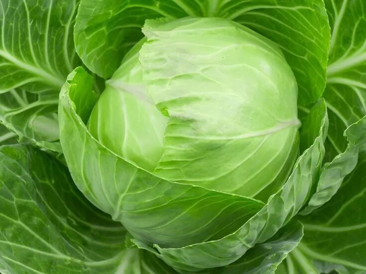 Капуста белокочанная фото 10 Amazing Benefits of Cabbage Juice Organic Facts Recipe Testosterone boosting 