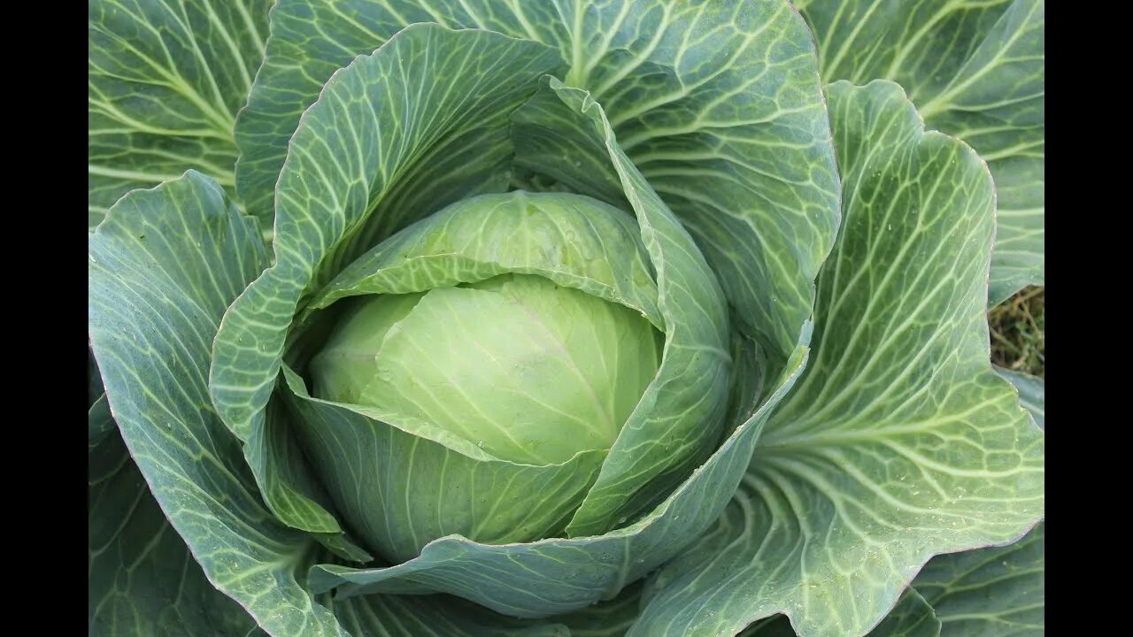 Капуста белокочанная фото Белокачанная капуста 2022. White cabbage 2022 - YouTube