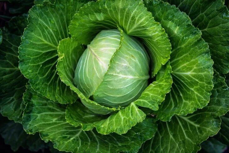 Капуста белокочанная фото Cabbage Выращивание капусты, Капуста, Огород
