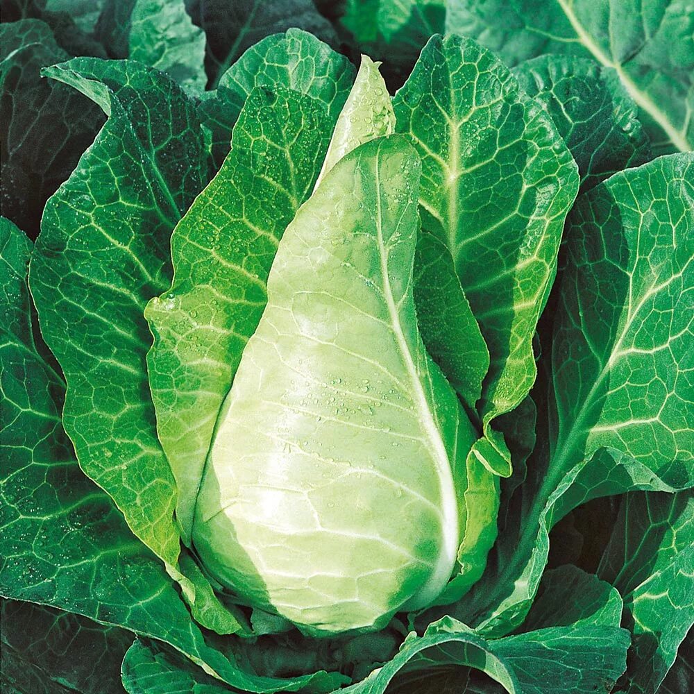 Капуста белокочанная сорта с фото и названиями Buy Cabbage 'Filderkraut' (Organic) - Seeds Organic Gardening Catalogue