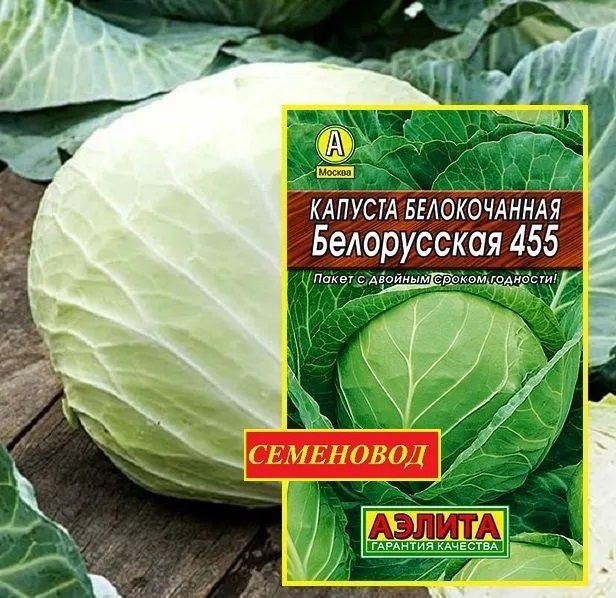 Капуста белорусская описание сорта фото Капуста Аэлита Капуста_Капуста Белорусская 455 белокочанная - Супер для КВАШЕНИЯ