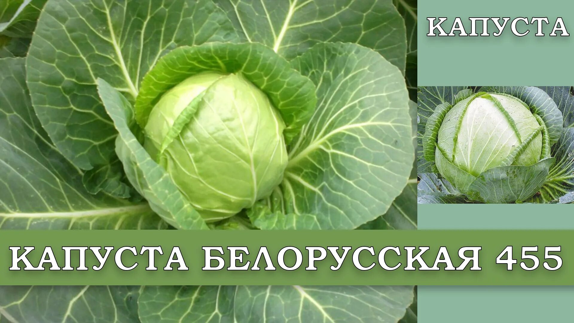 Капуста белорусская описание сорта фото КАПУСТА БЕЛОРУССКАЯ 455 - СРЕДНЕСПЕЛЫЙ ПОПУЛЯРНЫЙ ЛУЧШИЙ ДЛЯ ХРАНЕНИЯ И КВАШЕНИЯ