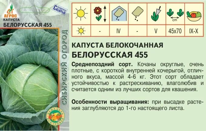 Капуста белорусская описание сорта фото Капуста б/к"Белорусская 455"0.3г*, Россия, сред Капуста. Семена овощей