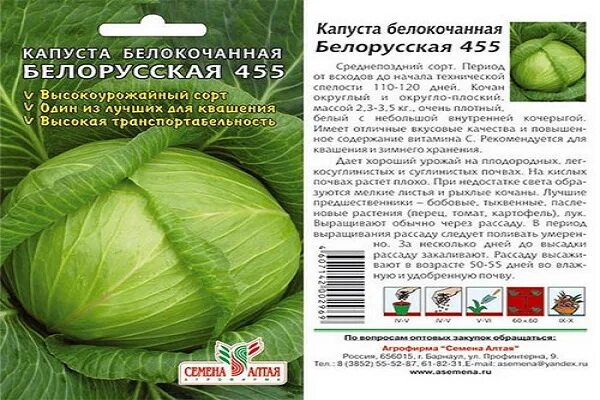 Капуста белорусская описание сорта фото Опис сорту капусти Білоруська, особливості вирощування та догляду