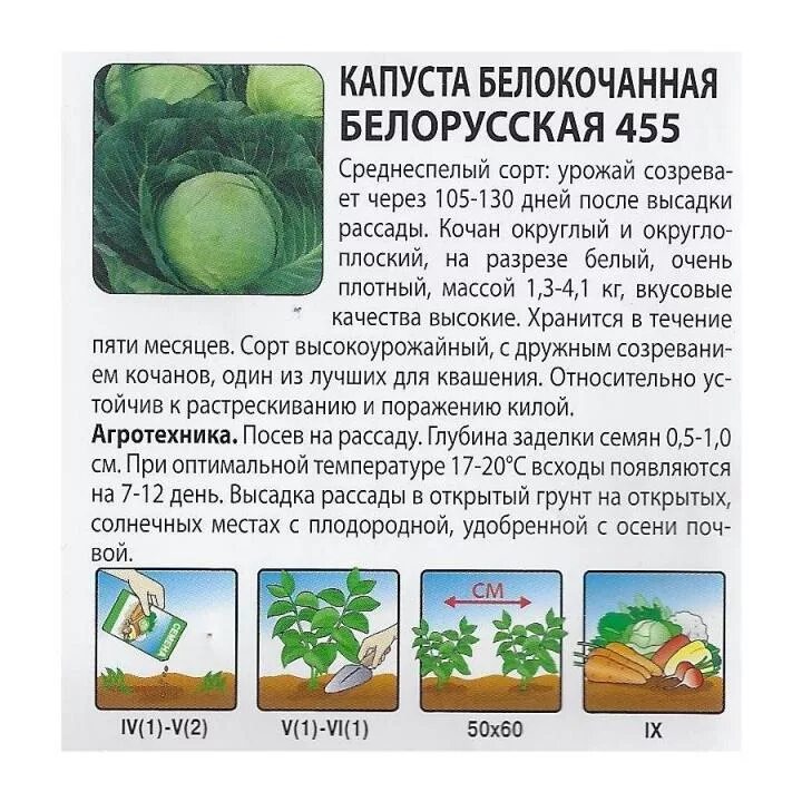 Капуста белорусская описание сорта фото отзывы Капуста белорусская 455 описание сорта фото отзывы Фитостудия-63.ру