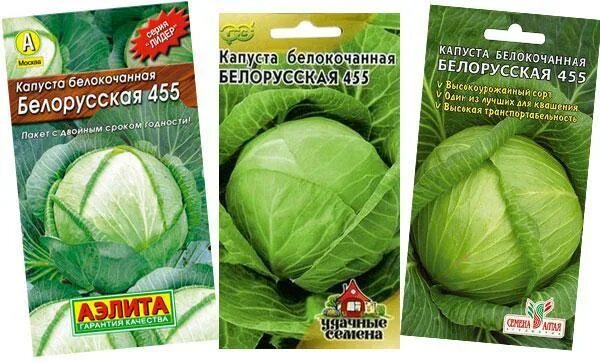 Капуста белорусская описание сорта фото отзывы садоводов Капуста белорусская описание сорта фото фото - Arhids.ru
