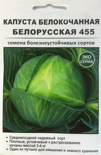 Капуста белорусская описание сорта фото отзывы садоводов Капуста Белорусская 455: характеристика и описание среднепозднего сорта с фото