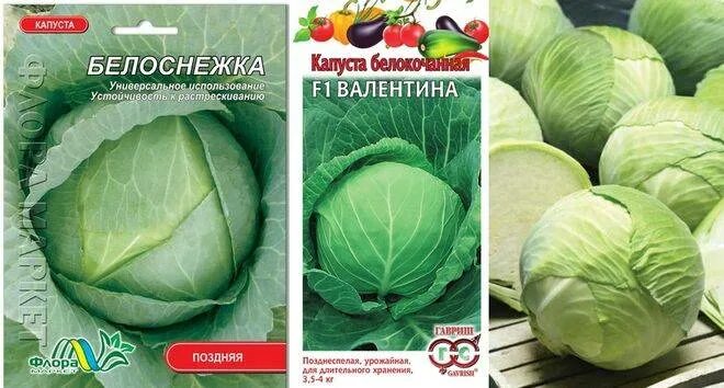 Капуста белоснежка описание сорта фото Капуста Белоснежка: описание, фото