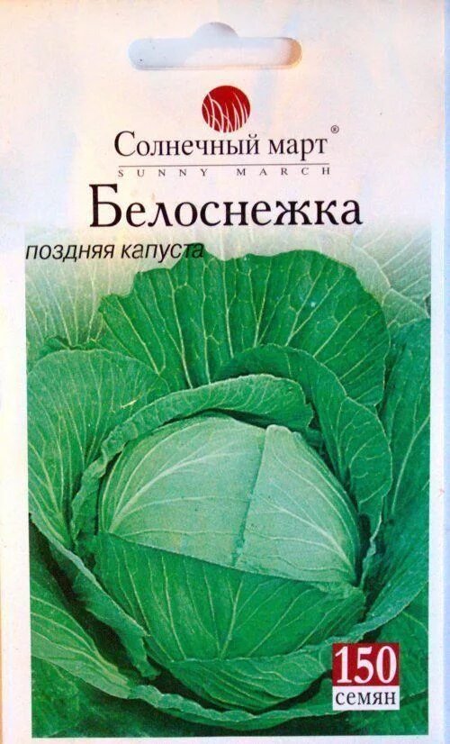 Капуста белоснежка описание сорта фото отзывы Капуста белоснежка фото - Arhids.ru