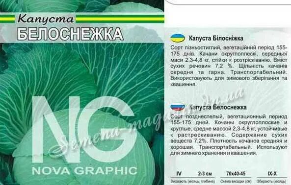 Капуста белоснежка описание сорта фото отзывы Капуста белоснежка описание сорта фото