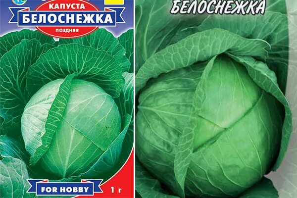 Капуста белоснежка описание сорта фото отзывы садоводов Капуста Белоснежка: характеристика и описание сорта, отзывы, фото, достоинства и