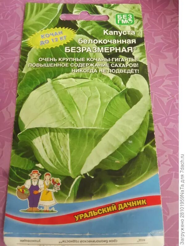 Капуста безразмерная описание сорта фото отзывы Капуста безразмерная описание сорта фото отзывы садоводов фото