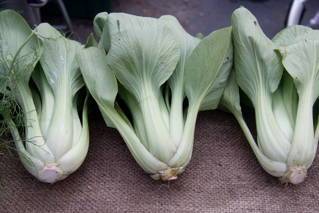 Капуста бок чой фото Bok Choy Harvesting - Learn When And How To Harvest Bok Choy Asian vegetables, G