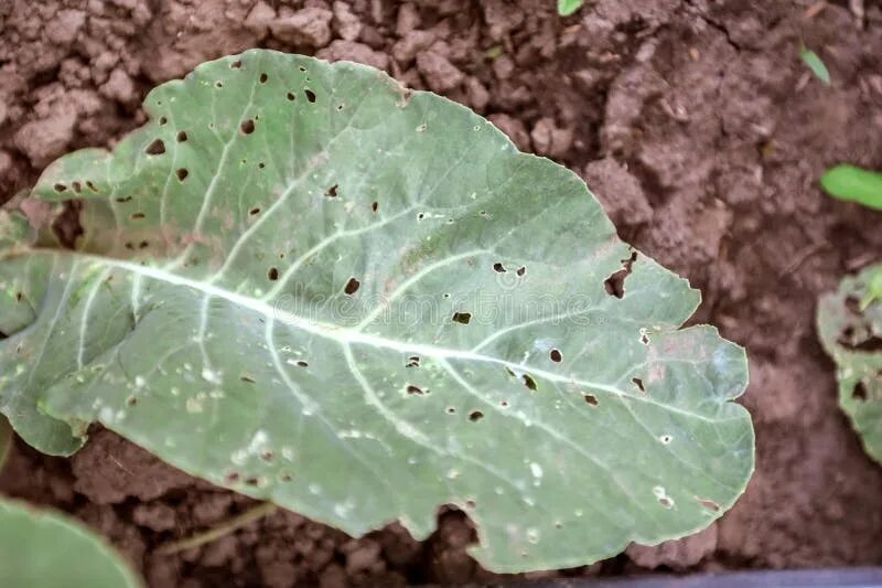 Капуста болезни листьев фото Cabbage leaf with disease stock image. Image of crop - 41577281