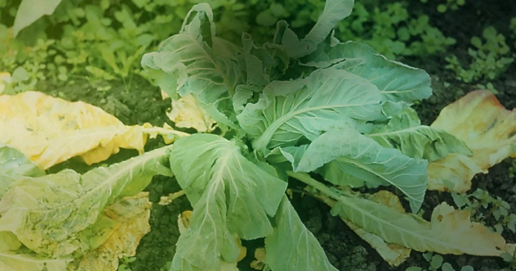 Капуста болезни листьев фото Marciume radicale da Phytophthora