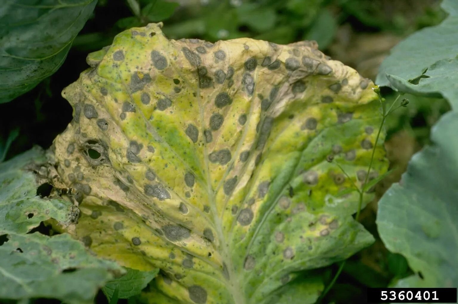 Капуста болезни листьев фото описание Treatment For Alternaria - Recognizing And Preventing Alternaria Symptoms Growin