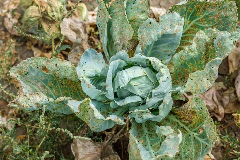 Капуста болезни листьев фото описание How to Control and Eradicate Aphids Gardener's Path