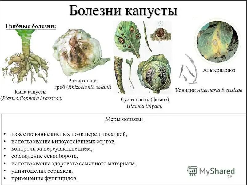 Капуста болезни листьев фото описание Болезни капусты описание и лечение
