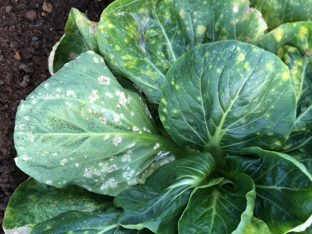 Капуста болезни листьев фото описание White rust of Chinese cabbage Pathogen: Albugo candida R. Flickr