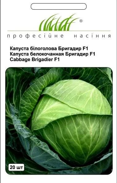 Капуста бригадир описание сорта фото Капуста Бригадир F1: характеристика и описание гибридного сорта с фото