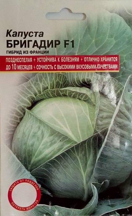 Капуста бригадир описание сорта фото Сорт капусты бригадир описание отзывы - сад и огород