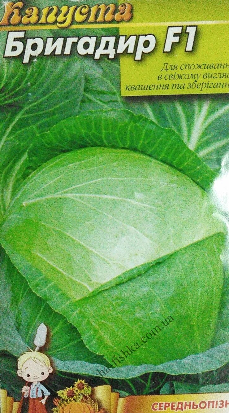 Капуста бригадир описание сорта фото отзывы Купить Капусту Бригадир F1 (3 гр.) оптом:цены,отзывы,доставка по Украине оптовый