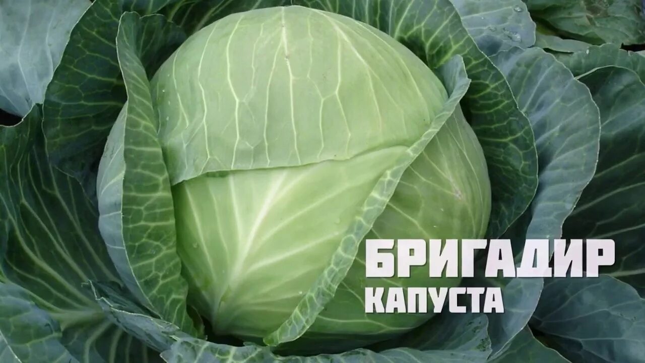 Капуста бригадир описание сорта фото отзывы садоводов Обзор капусты БРИГАДИР - Надежность при любых условиях! - YouTube