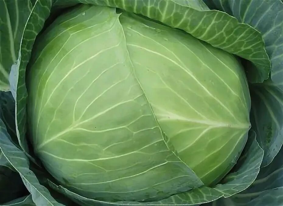 Капуста бригадир описание сорта фото отзывы садоводов Cabbage grade foreman of f1 description responses Lifestyle Seldon News