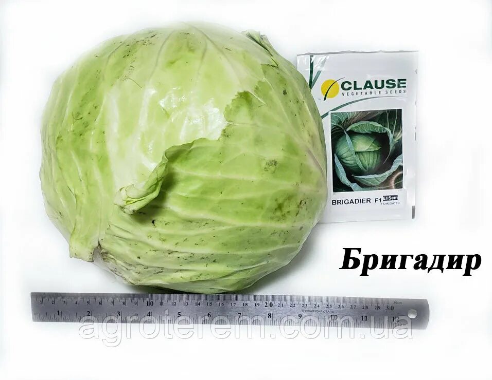Капуста бригадир описание сорта фото отзывы садоводов Капуста Бригадир F1: характеристика и описание гибридного сорта с фото