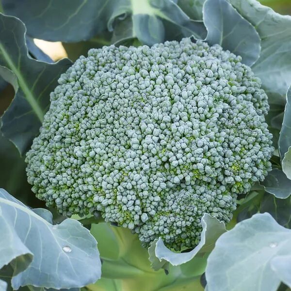 Капуста брокколи батавия описание сорта фото отзывы Broccoli 'Waltham 29' (Brassica oleracea) - MyGardenLife