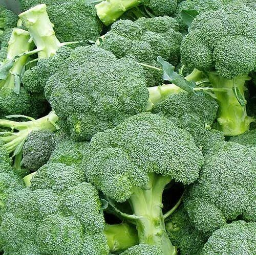 Капуста брокколи белая фото Health Benefits of Spinach & Broccoli - Recipes with More Food facts, Broccoli b