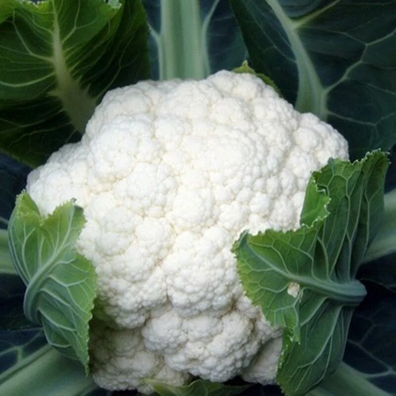 Капуста брокколи белая фото Cauliflower, Snowball Imp. (55 Days), Heirloom - American Seed Co.