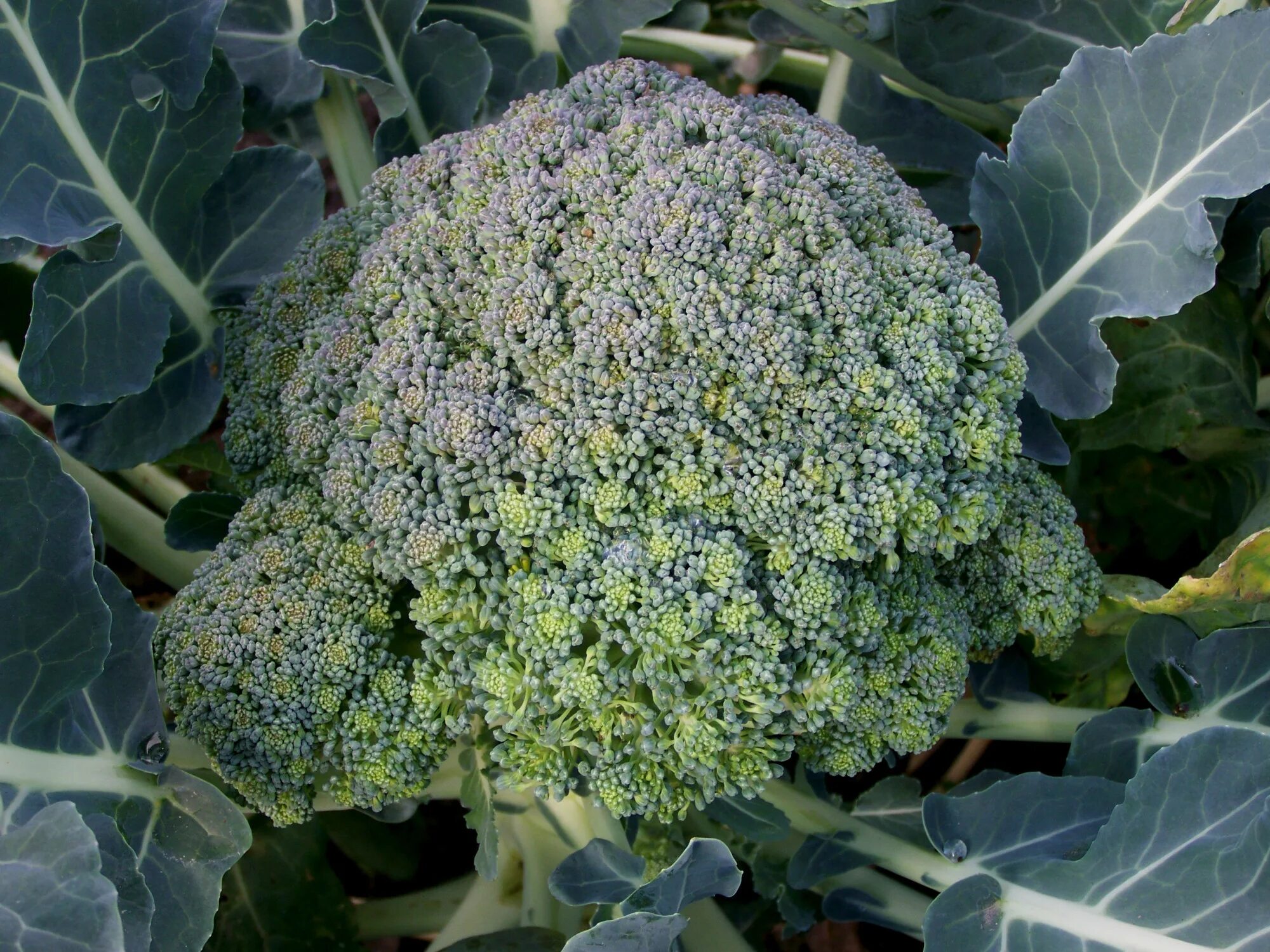 Капуста брокколи белая фото Брокколи: урожай отличный: tasha_jardinier - ЖЖ
