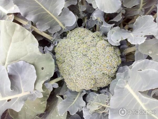 Капуста брокколи фортуна описание сорта фото отзывы Отзыв о Семена капусты брокколи Поиск "Фортуна" Это конечно не цветная, но много