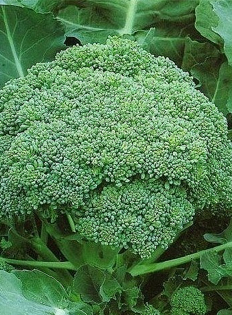 Капуста брокколи фото Капуста брокколи Монако F1 (Syngenta) 10шт. цв.п. купить семена по каталогу почт