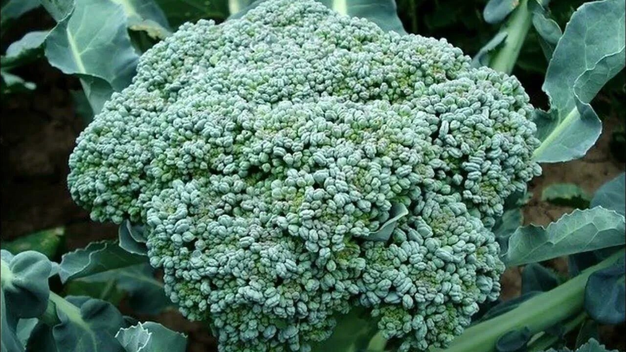 Капуста брокколи фото Брокколи особенности выращивания чтобы завязались крупные головки #капуста# брок