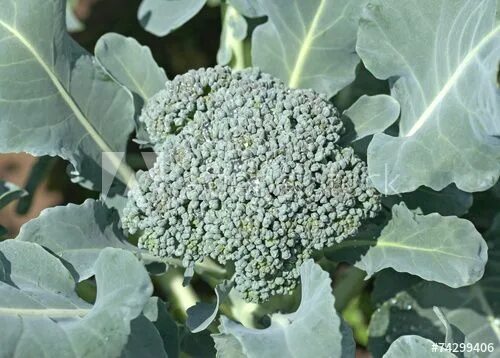Капуста брокколи фото на грядке как Green broccoli growing in soil on a bed of kitchen garden Broccoli kweken, Groen