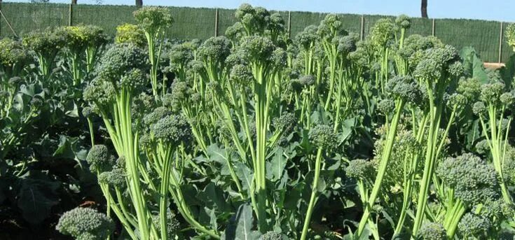 Капуста брокколи фото на грядке как Growing Broccoli Rabe and Baby Broccoli in Your Spring Garden
