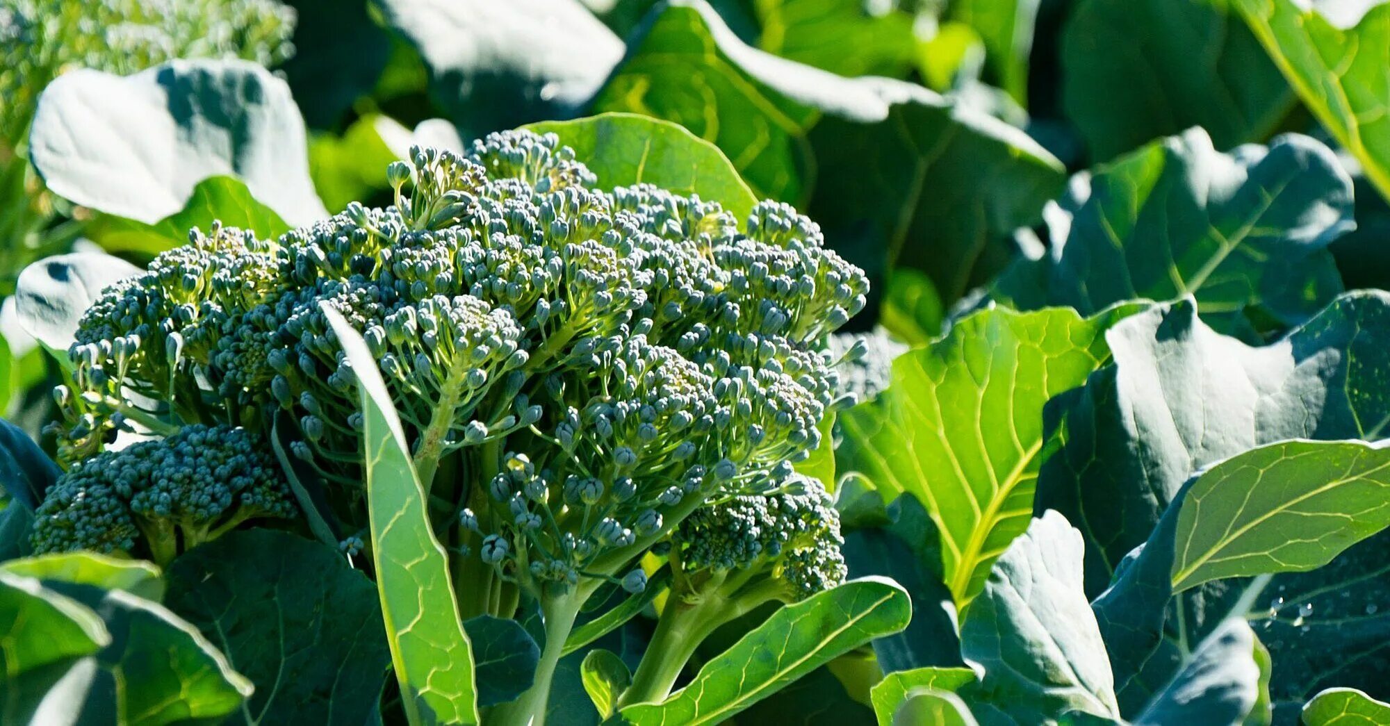 Капуста брокколи фото на грядке как Pin on Healthy life