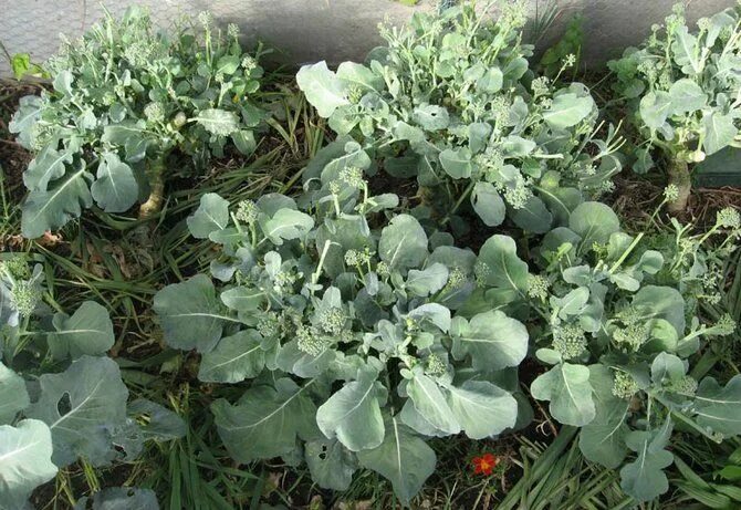 Капуста брокколи фото на грядке как Выращивание брокколи: правила и агротехника Solar greenhouse, Passive solar gree