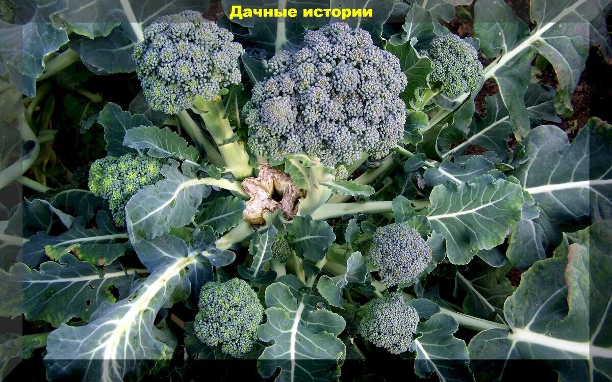 Капуста брокколи фото на грядке как Брокколи - тезисно о самом главном: важные нюансы выращивания капусты брокколи Д