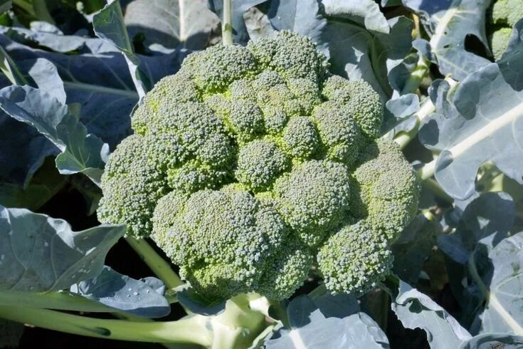Капуста брокколи фото на грядке как Harvesting Broccoli: When and How to Harvest Broccoli - Modern Homestead Mama Br
