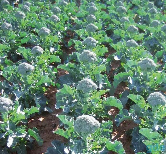 Капуста брокколи фото на грядке как Компания ООО АгарикусАгро приглашает на работу полеводов Ведение хозяйства, уход