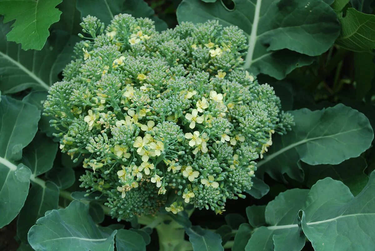 Капуста брокколи фото на грядке как выглядит Файл:Blühende Broccoli.JPG - Википедия